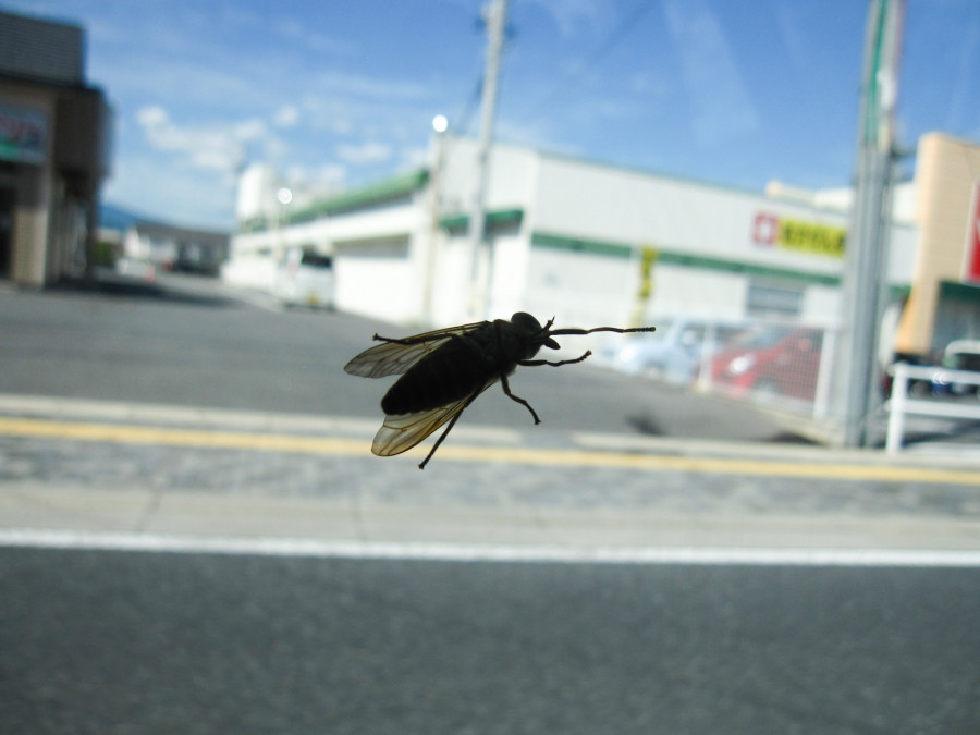 洗車時の虫の取り方 車をキレイにできるプロの技をコッソリ伝授 滋賀県のカーコーティング Keeperなら ラクツヤ